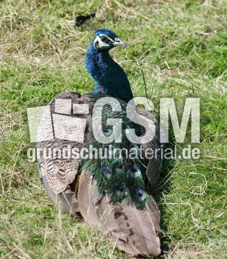 Blauer-Pfau-1.jpg